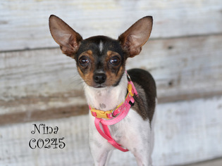 Medium Photo #1 Rat-Cha Puppy For Sale in Montgomery, TX, USA