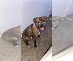 American Staffordshire Terrier Dogs for adoption in San Antonio, TX, USA
