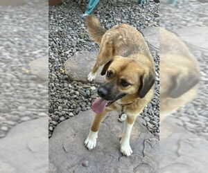 Beagle Dogs for adoption in Pottstown, PA, USA