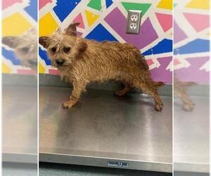 Norwich Terrier-Unknown Mix Dogs for adoption in Baytown, TX, USA