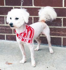Poochon Dogs for adoption in Griffin, GA, USA
