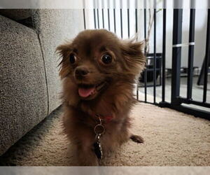 Chihuahua-Unknown Mix Dogs for adoption in Pleasanton, CA, USA