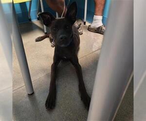 German Shepherd Dog Dogs for adoption in Houston, TX, USA