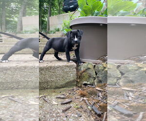 American Pit Bull Terrier-Labrador Retriever Mix Dogs for adoption in Hillsboro, MO, USA
