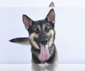 German Shepherd Dog Dogs for adoption in Pasadena, CA, USA