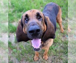 Bloodhound Dogs for adoption in Prosser, WA, USA