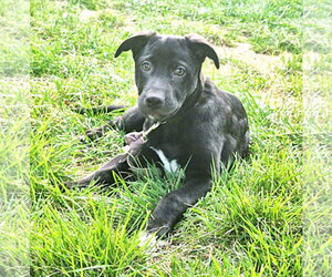 Labrador Retriever-Unknown Mix Dogs for adoption in MECHANICSBURG, PA, USA