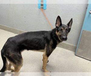 German Shepherd Dog-Unknown Mix Dogs for adoption in Las Vegas, NV, USA