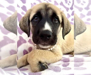 Mutt Dogs for adoption in Goodyear, AZ, USA