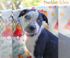 American Pit Bull Terrier-Unknown Mix Dogs for adoption in Wakefield, RI, USA