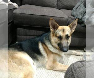 German Shepherd Dog Dogs for adoption in Pandora, TX, USA