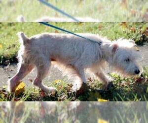 Mutt Dogs for adoption in Oak Ridge, TN, USA