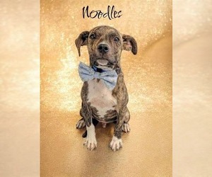 Mutt Dogs for adoption in Candler, NC, USA