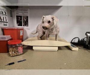 Poodle (Miniature) Dogs for adoption in Corona, CA, USA