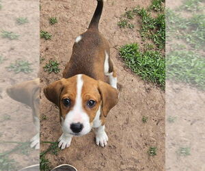 Beagle-Unknown Mix Dogs for adoption in New London, WI, USA