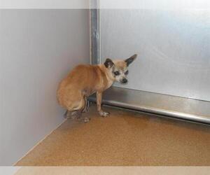 Medium Photo #1 Chihuahua Puppy For Sale in Martinez, CA, USA