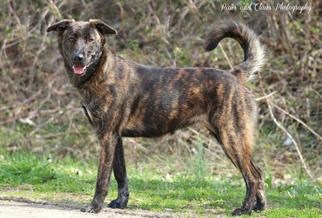 Mountain Cur-Unknown Mix Dogs for adoption in Atoka, TN, USA