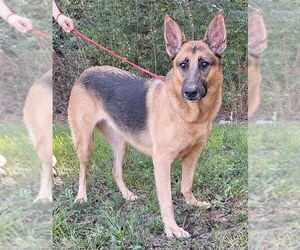 German Shepherd Dog-Unknown Mix Dogs for adoption in Wetumpka, AL, USA