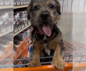 Mutt Dogs for adoption in Fenton, MO, USA