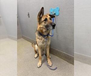 German Shepherd Dog-Unknown Mix Dogs for adoption in Las Vegas, NV, USA