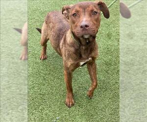 Labrador Retriever-Unknown Mix Dogs for adoption in Fayetteville, NC, USA