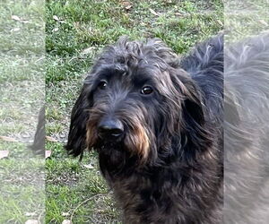 Labrador Retriever Dogs for adoption in Mobile, AL, USA