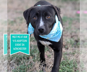 Mutt Dogs for adoption in Boston, MA, USA