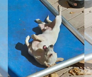 Chihuahua-Unknown Mix Dogs for adoption in Dallas, TX, USA