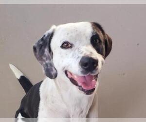 Lab-Pointer Dogs for adoption in Wheaton, IL, USA