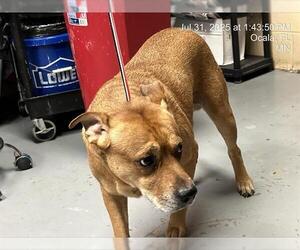 Labrador Retriever Dogs for adoption in Ocala, FL, USA