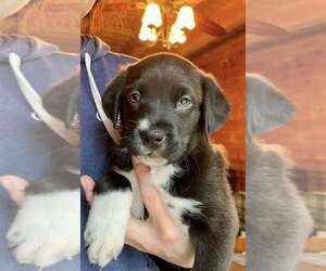 Catahoula Leopard Dog-Labrador Retriever Mix Dogs for adoption in New York, NY, USA