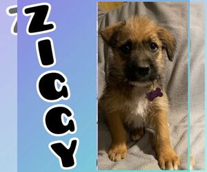 Mutt Dogs for adoption in New London, WI, USA