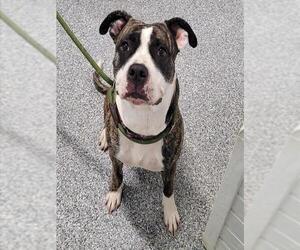 American Pit Bull Terrier Dogs for adoption in Westminster, MD, USA