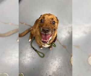 American Pit Bull Terrier-Unknown Mix Dogs for adoption in Peoria, IL, USA