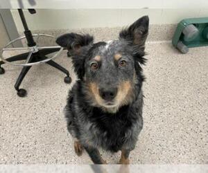 Mutt Dogs for adoption in Brighton, CO, USA