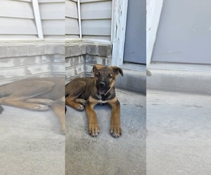 German Shepherd Dog Dogs for adoption in MIDWAY, UT, USA