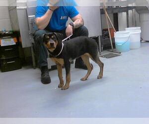 Rottweiler-Unknown Mix Dogs for adoption in Fayetteville, NC, USA