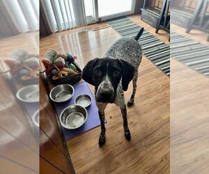 German Shorthaired Pointer Dogs for adoption in Newaygo, MI, USA