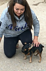Miniature Pinscher Dogs for adoption in Peralta, NM, USA