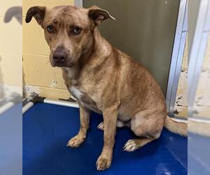 American Pit Bull Terrier Dogs for adoption in Tulsa, OK, USA