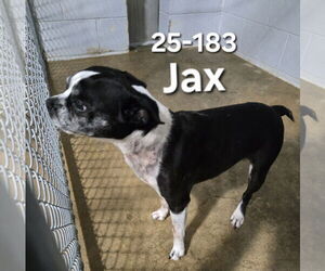 Boston Terrier Dogs for adoption in Georgetown, KY, USA