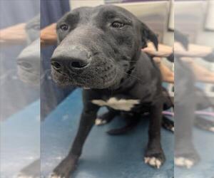 Labrador Retriever-Unknown Mix Dogs for adoption in Mobile, AL, USA