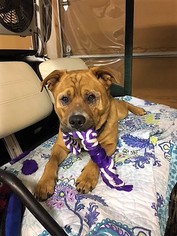 Chinese Shar-Pei-Rhodesian Ridgeback Mix Dogs for adoption in Fayetteville, AR, USA