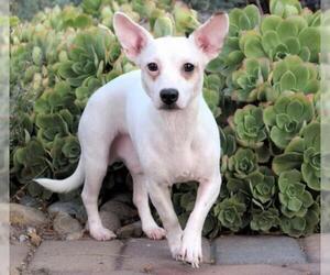 Chi-Corgi Dogs for adoption in Palo Alto, CA, USA