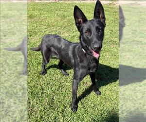 German Shepherd Dog-Unknown Mix Dogs for adoption in Conroe, TX, USA