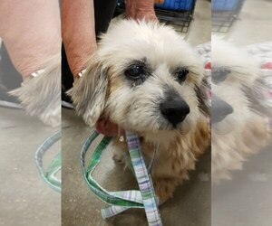 Mutt Dogs for adoption in Gulfport, MI, USA