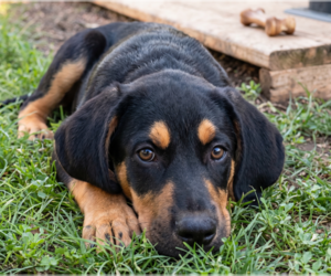Labrador Retriever-Unknown Mix Dogs for adoption in Grovertown, IN, USA