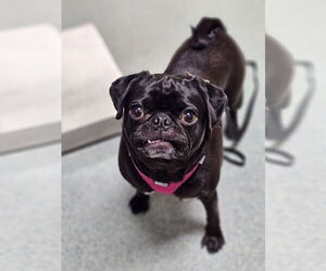 Pug Dogs for adoption in Lebanon, PA, USA