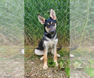 German Shepherd Dog Dogs for adoption in Lake City, MI, USA