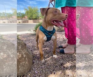 American Pit Bull Terrier-Unknown Mix Dogs for adoption in Chandler, AZ, USA